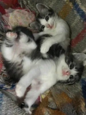 Gato raça SRD-ViraLata idade Abaixo de 2 meses nome Ainda sem nome 