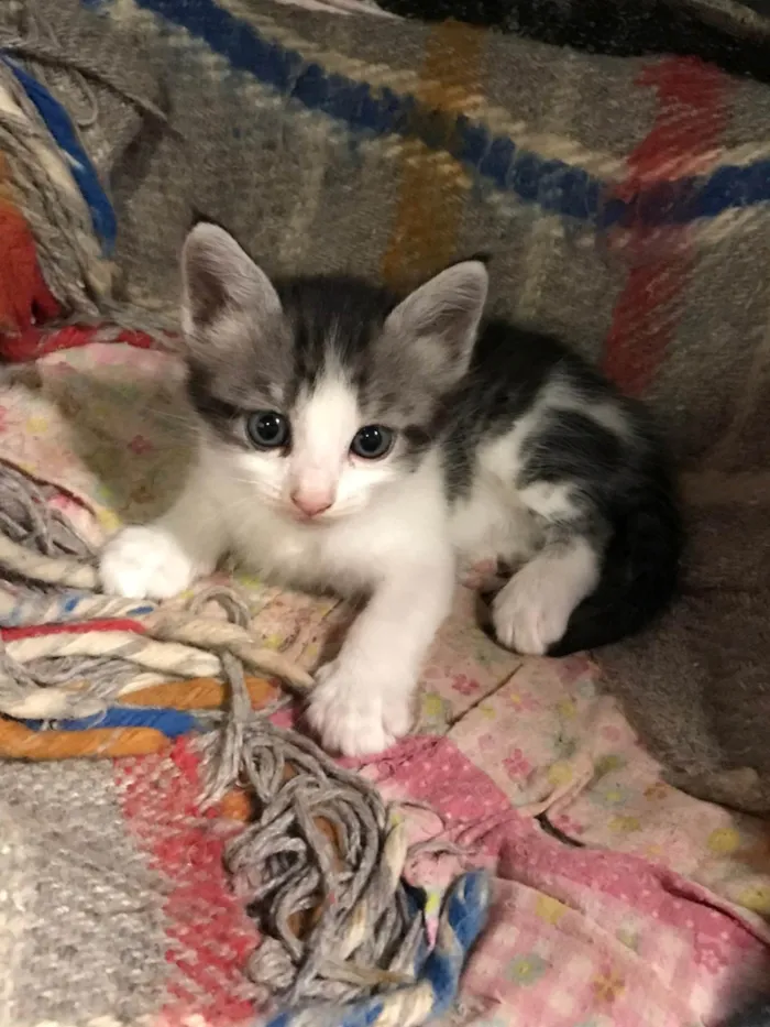 Gato ra a SRD-ViraLata idade Abaixo de 2 meses nome Ainda sem nome 