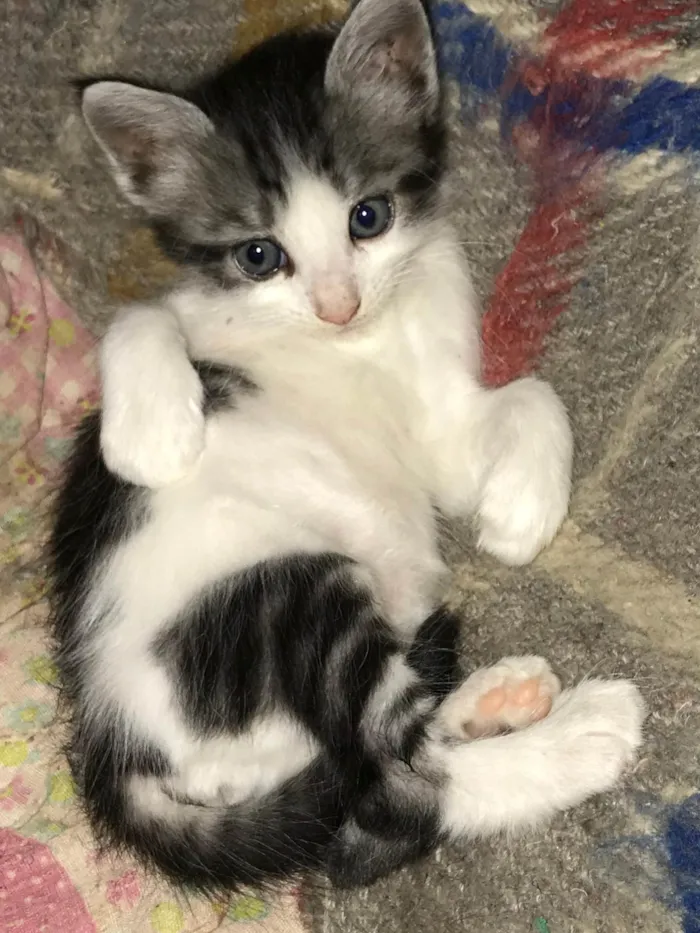 Gato ra a SRD-ViraLata idade Abaixo de 2 meses nome Ainda sem nome 