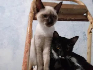Gato raça Siamês idade 2 a 6 meses nome Saimú e Tity
