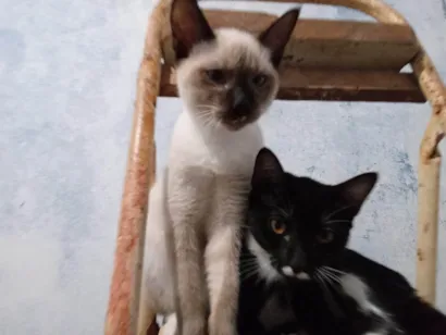 Gato raça Siamês idade 2 a 6 meses nome Saimú e Tity