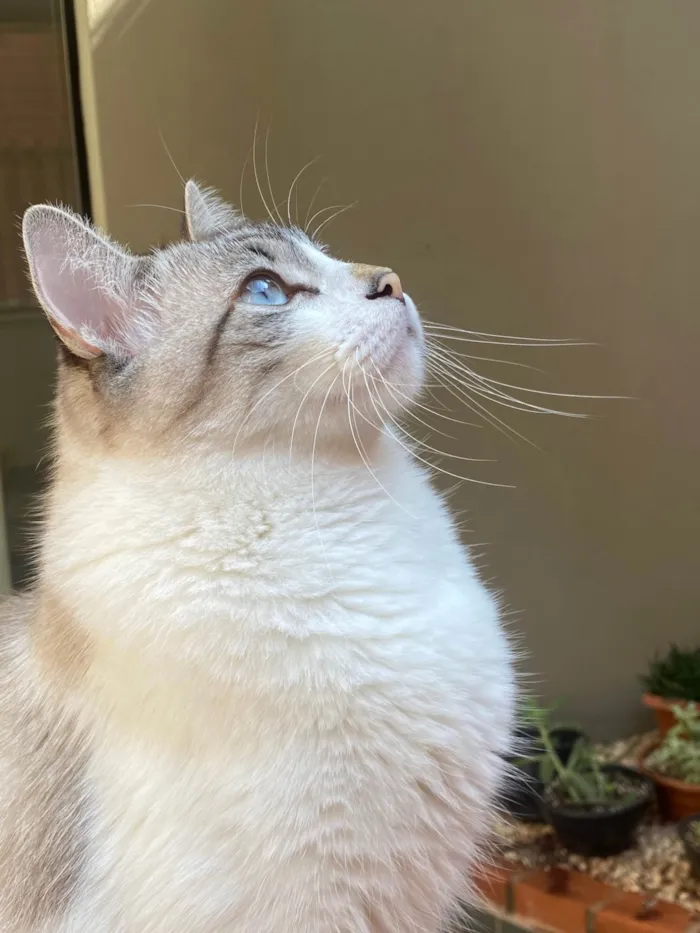 Gato ra a SRD-ViraLata idade 4 anos nome PRETO / LOKI 