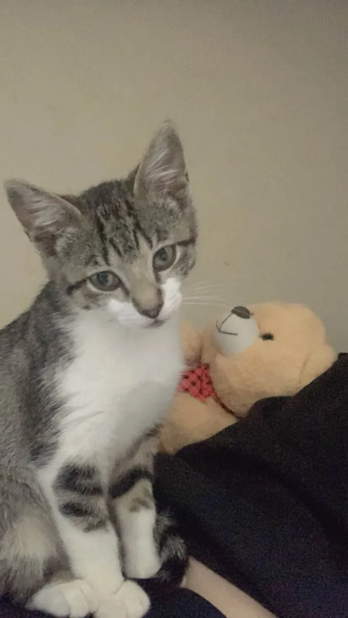 Gato ra a SRD-ViraLata idade 7 a 11 meses nome Mist 