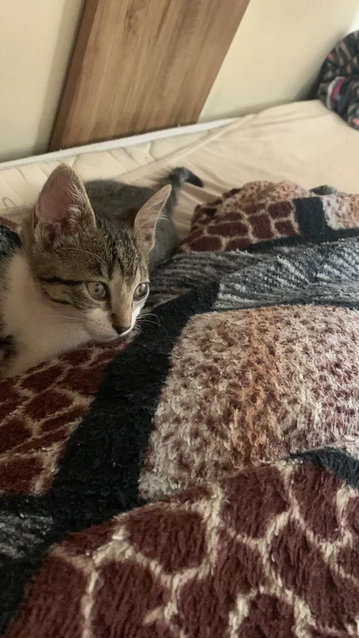 Gato ra a SRD-ViraLata idade 7 a 11 meses nome Mist 