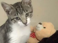 Gato ra a SRD-ViraLata idade 7 a 11 meses nome Mist 