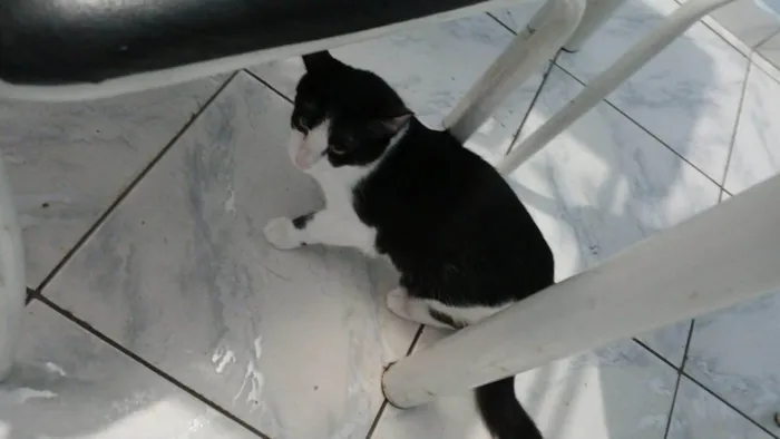 Gato raça SRD-ViraLata idade 2 a 6 meses nome Soninho 