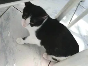 Gato raça SRD-ViraLata idade 2 a 6 meses nome Soninho 