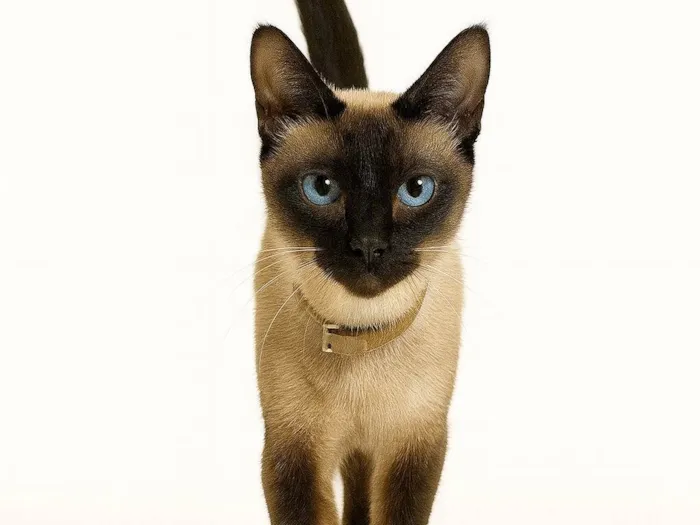 Gato ra a SRD-ViraLata idade 3 anos nome Angel