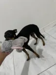 Cachorro ra a Pinscher idade 7 a 11 meses nome Luke 