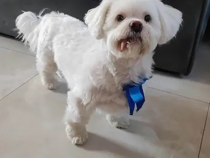 Cachorro raça Maltês idade 3 anos nome Theodoro 