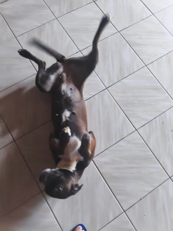 Cachorro ra a SRD-ViraLata idade 1 ano nome Xitara