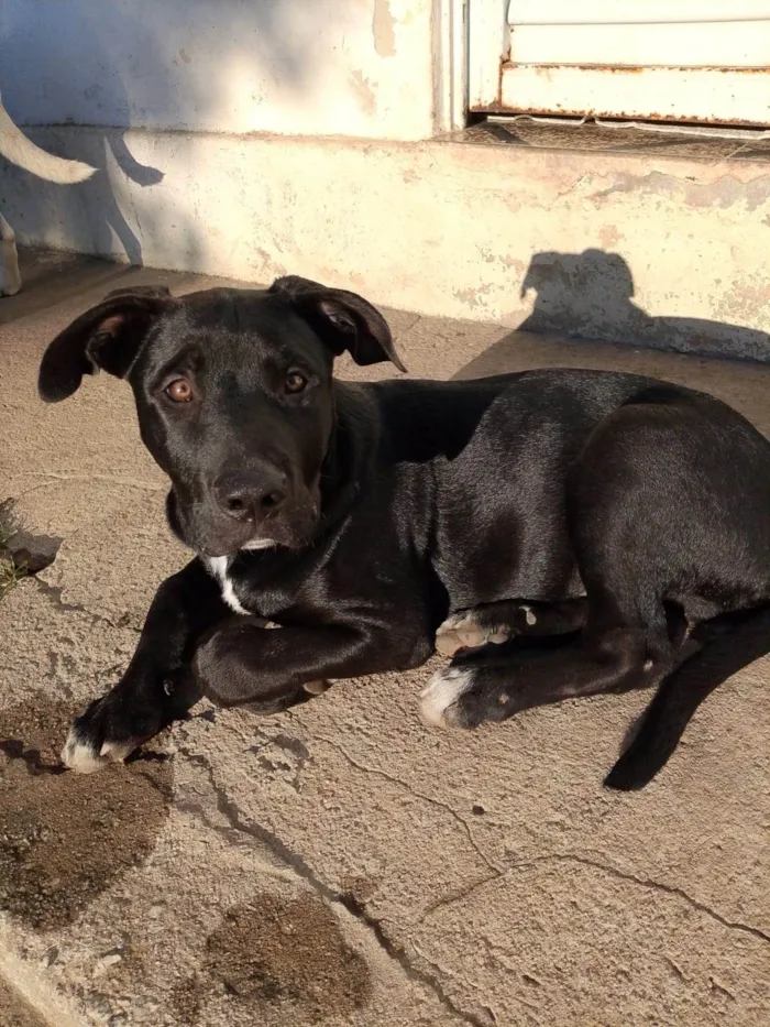 Cachorro ra a Pit-Bull idade 7 a 11 meses nome Petróleo 