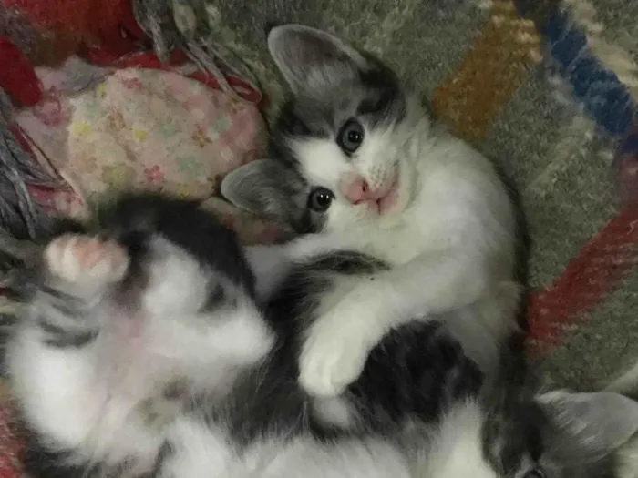 Gato raça SRD-ViraLata idade Abaixo de 2 meses nome Ainda sem nome 