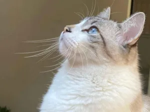 Gato raça SRD-ViraLata idade 4 anos nome PRETO / LOKI 