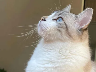 Gato raça SRD-ViraLata idade 4 anos nome PRETO / LOKI 