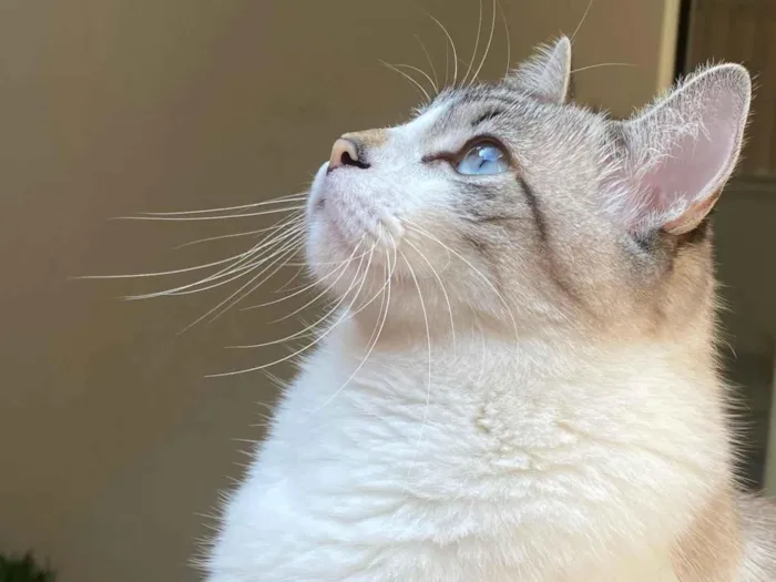 Gato raça SRD-ViraLata idade 4 anos nome PRETO / LOKI 