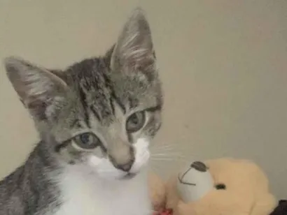 Gato raça SRD-ViraLata idade 7 a 11 meses nome Mist 