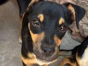 Cachorro raça Rottweiler idade 2 a 6 meses nome Akita