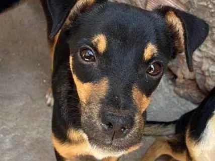 Cachorro ra a Rottweiler idade 2 a 6 meses nome Akita