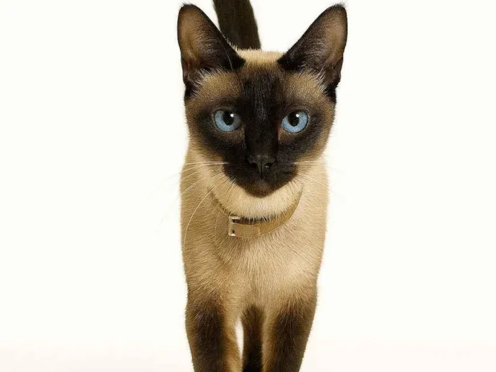 Gato ra a SRD-ViraLata idade 3 anos nome Angel