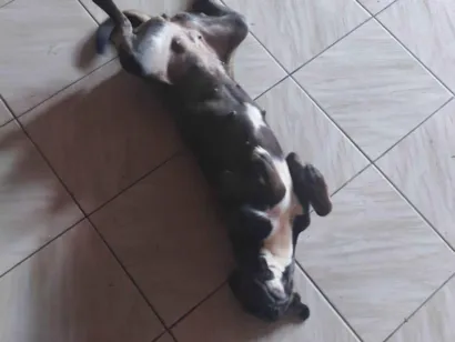Cachorro ra a SRD-ViraLata idade 1 ano nome Xitara