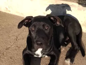 Cachorro raça Pit-Bull idade 7 a 11 meses nome Petróleo 