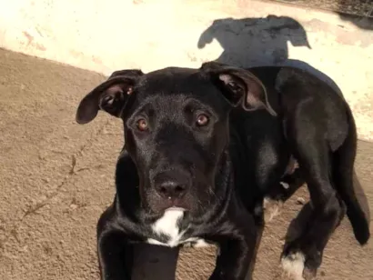 Cachorro raça Pit-Bull idade 7 a 11 meses nome Petróleo 