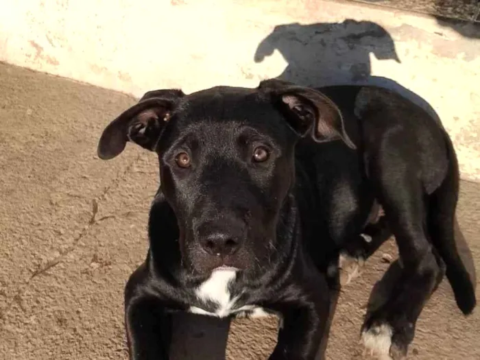 Cachorro ra a Pit-Bull idade 7 a 11 meses nome Petróleo 