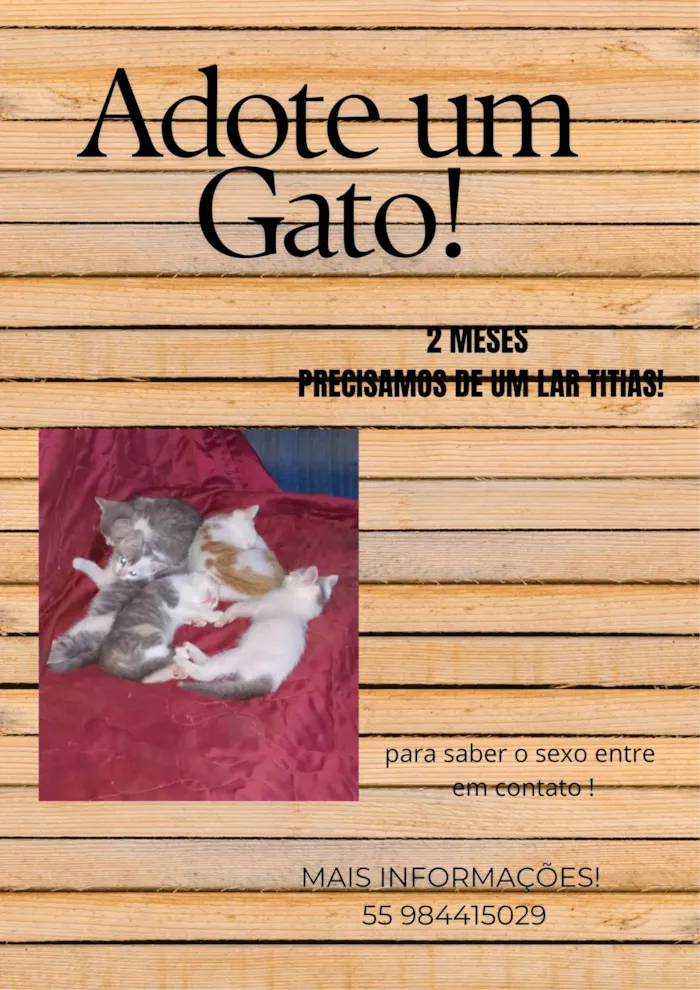 Gato ra a SRD-ViraLata idade 2 a 6 meses nome Panqueca 