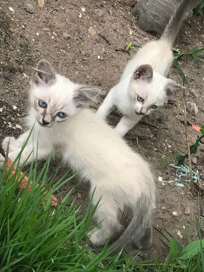 Gato ra a SRD-ViraLata idade 2 a 6 meses nome Sem nome 