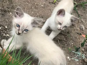 Gato raça SRD-ViraLata idade 2 a 6 meses nome Sem nome 