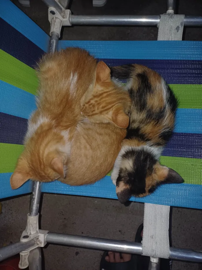 Gato ra a SRD-ViraLata idade 2 a 6 meses nome Meu nome é Carlos Eduardo smanioto 