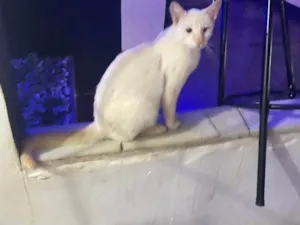Gato raça SRD-ViraLata idade 1 ano nome Leonardo 