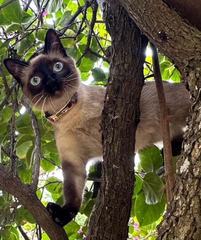 Gato raça Siamês idade 7 a 11 meses nome Mel 