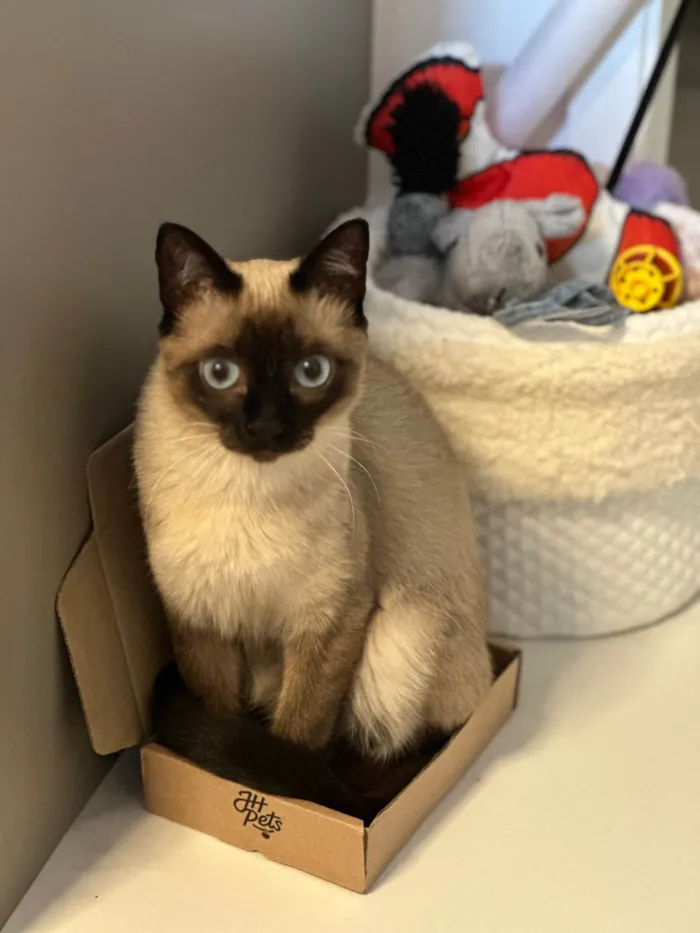 Gato raça Siamês idade 7 a 11 meses nome Mel 