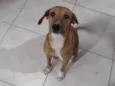 Cachorro ra a SRD-ViraLata idade 1 ano nome Maya