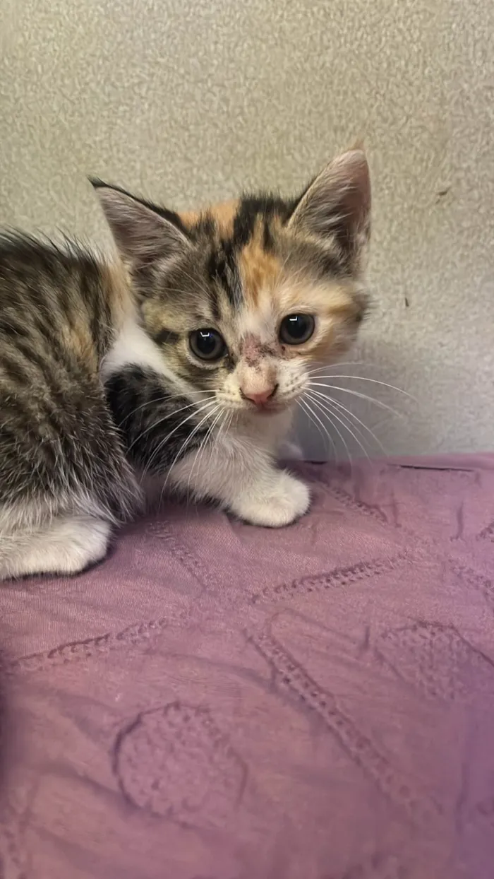 Gato ra a SRD-ViraLata idade Abaixo de 2 meses nome bella 