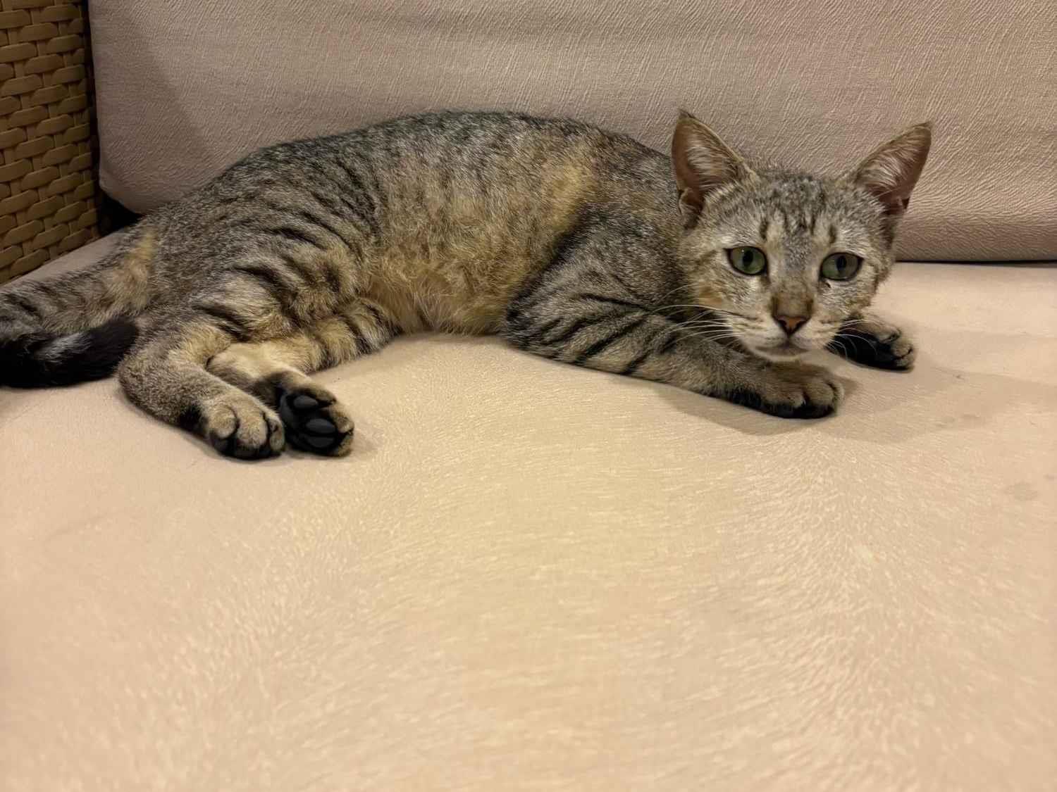 Gato raça SRD-ViraLata idade 1 ano nome Gata Pequena 