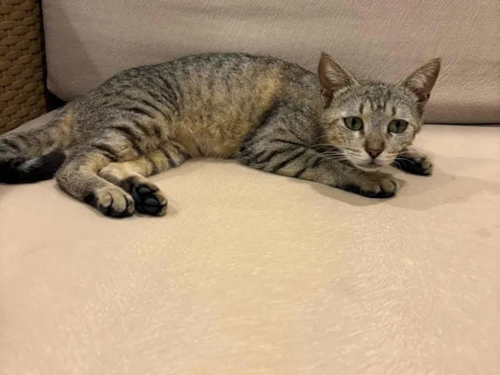 Gato raça SRD-ViraLata idade 1 ano nome Gata Pequena 