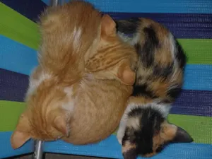 Gato raça SRD-ViraLata idade 2 a 6 meses nome Meu nome é Carlos Eduardo smanioto 