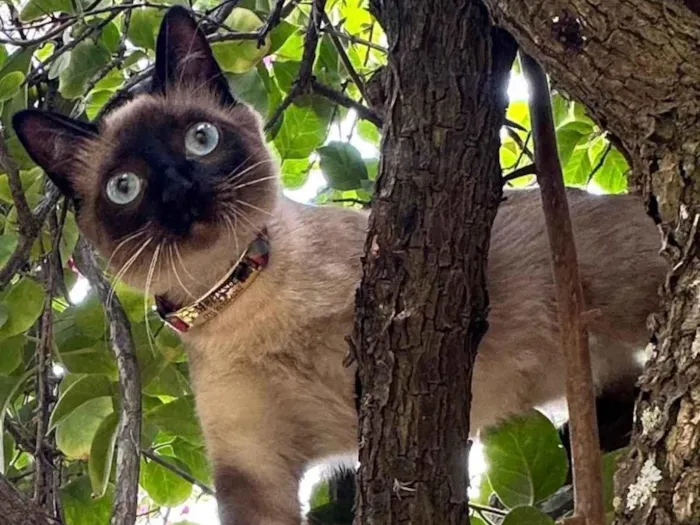 Gato raça Siamês idade 7 a 11 meses nome Mel 