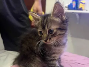 Gato raça SRD-ViraLata idade Abaixo de 2 meses nome Bella
