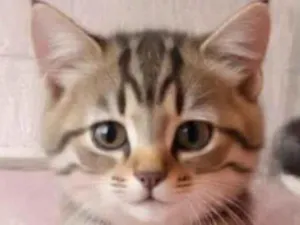 Gato raça Exótico idade 1 ano nome Appolo 