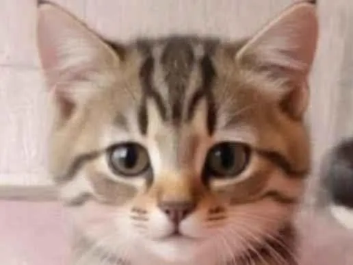 Gato ra a Exótico idade 1 ano nome Appolo 