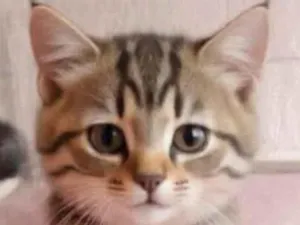 Gato raça Exótico idade 1 ano nome Appolo 