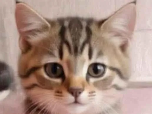 Gato ra a Exótico idade 1 ano nome Appolo 