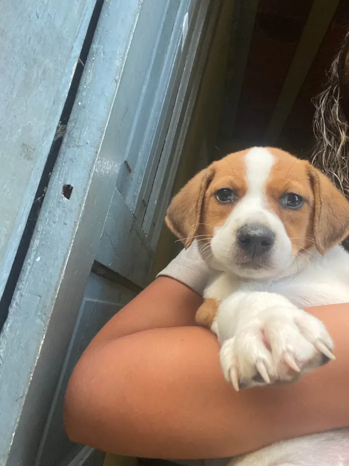 Cachorro ra a SRD-ViraLata idade Abaixo de 2 meses nome Cristiellen da Fonseca machado 