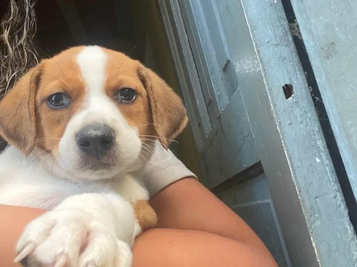 Cachorro ra a SRD-ViraLata idade Abaixo de 2 meses nome Cristiellen da Fonseca machado 