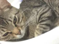 Gato raça SRD-ViraLata idade 1 ano nome Booby