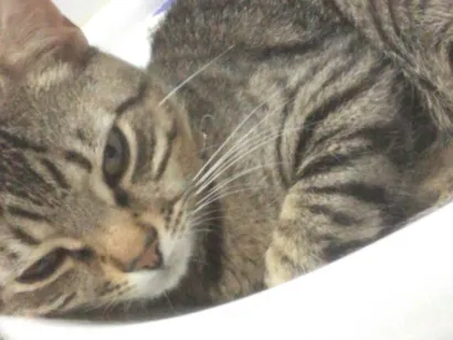 Gato raça SRD-ViraLata idade 1 ano nome Booby